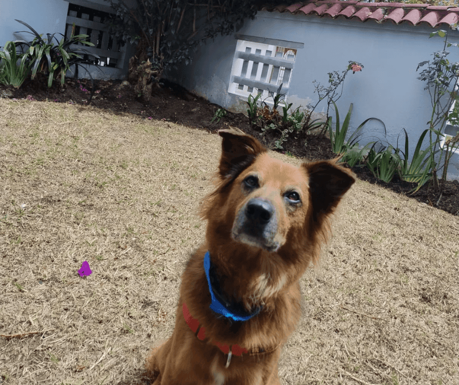 guarderia canina