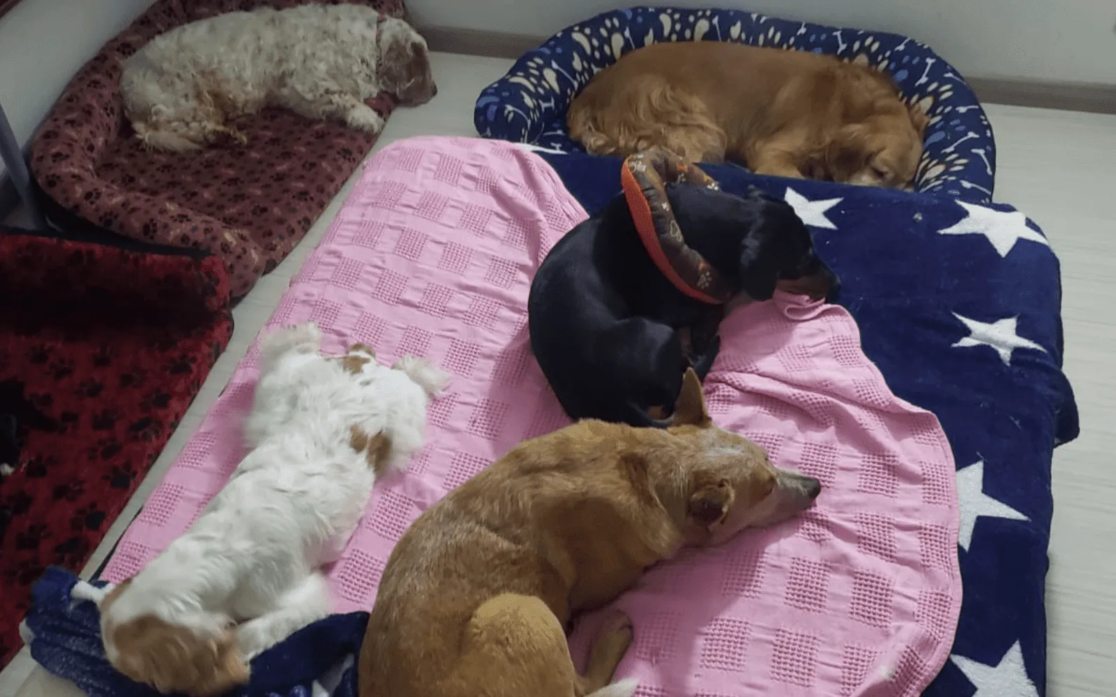 Hotel canino con estadía nocturna sin jaulas ni guacales — Dog Hotel de Dog Garden, Bogotá