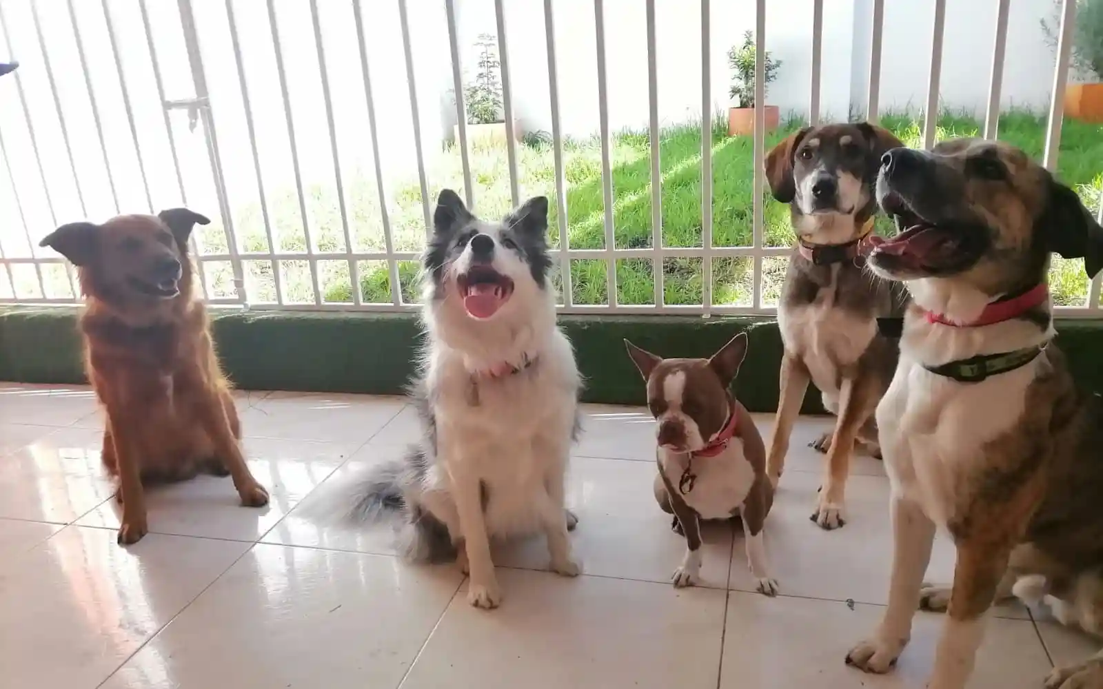 Guardería canina de día sin jaulas — Dog Office de Dog Garden, Bogotá