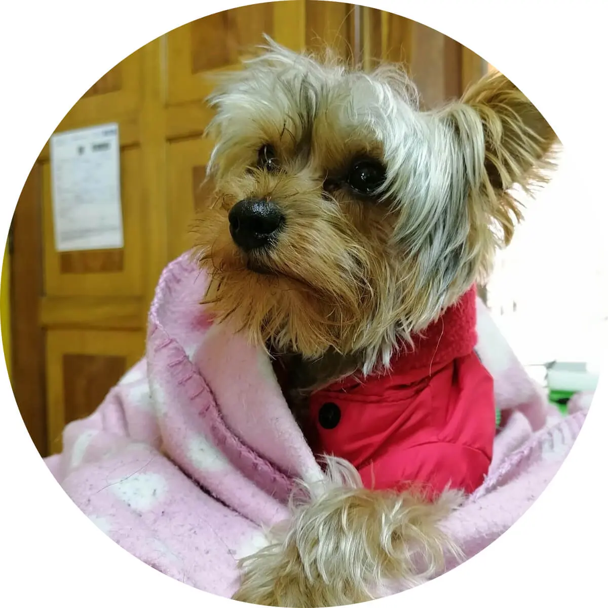 Oddie