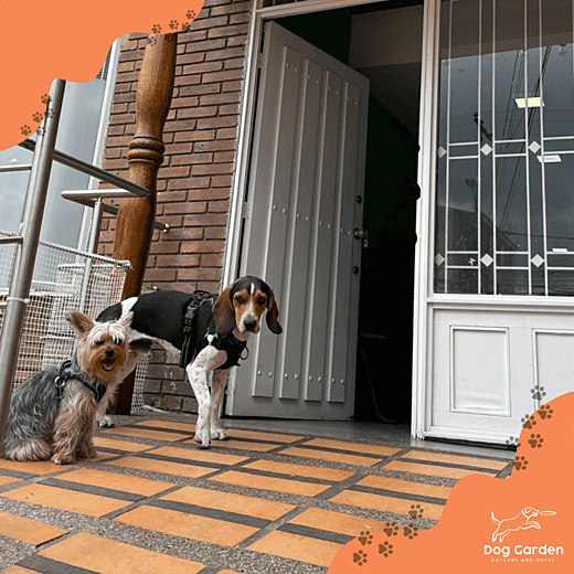 Guarderia canina