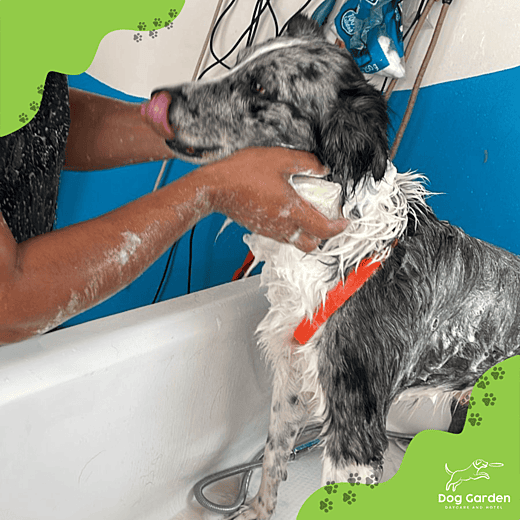 Guarderia canina