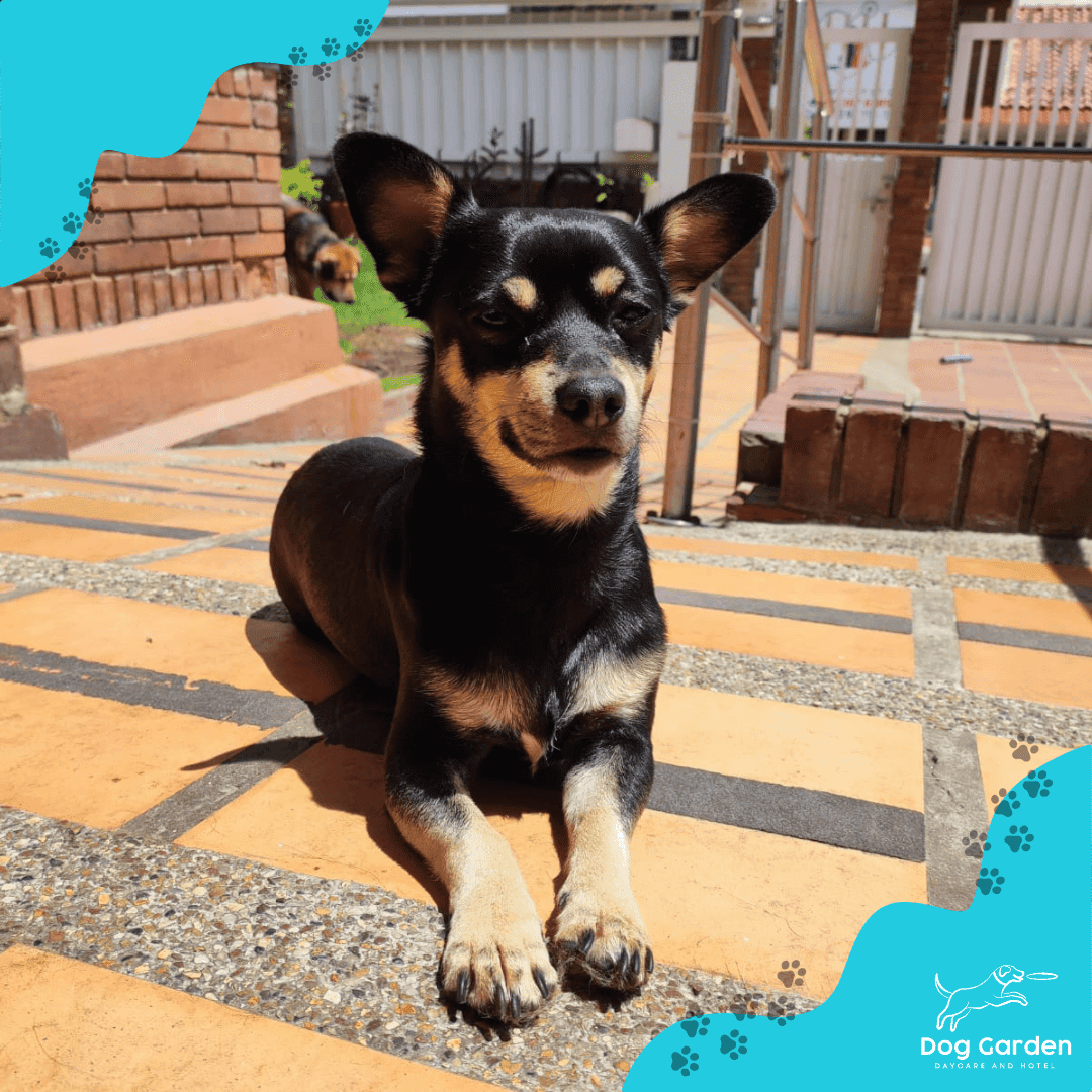 Guarderia canina en Bogota