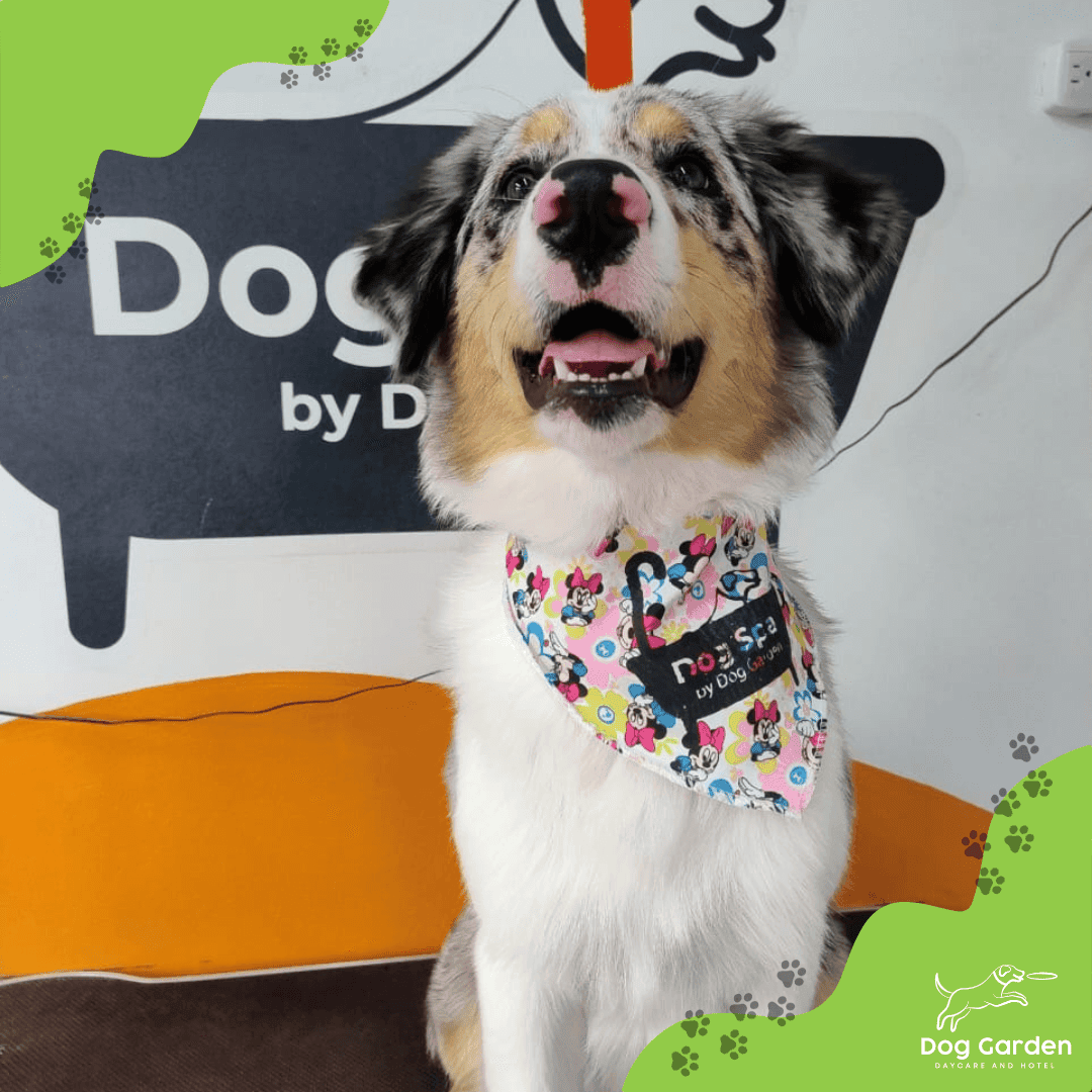 Guarderia canina en Bogota