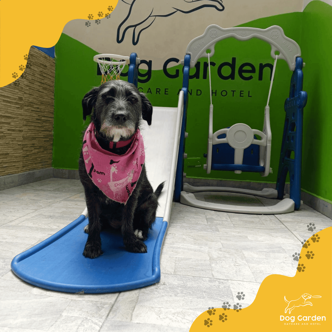 Guarderia canina en Bogota