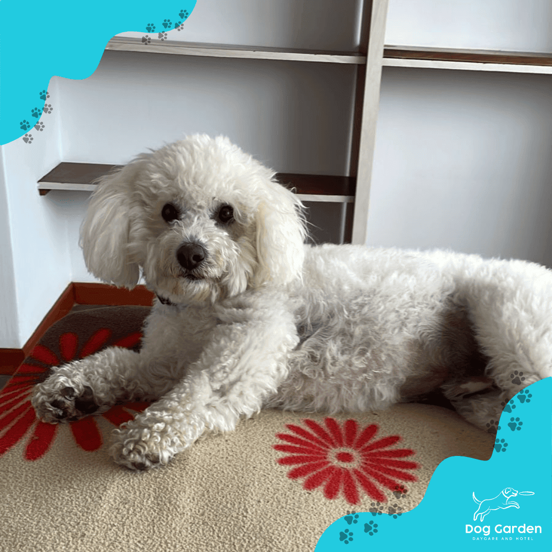 Guarderia canina en Bogota