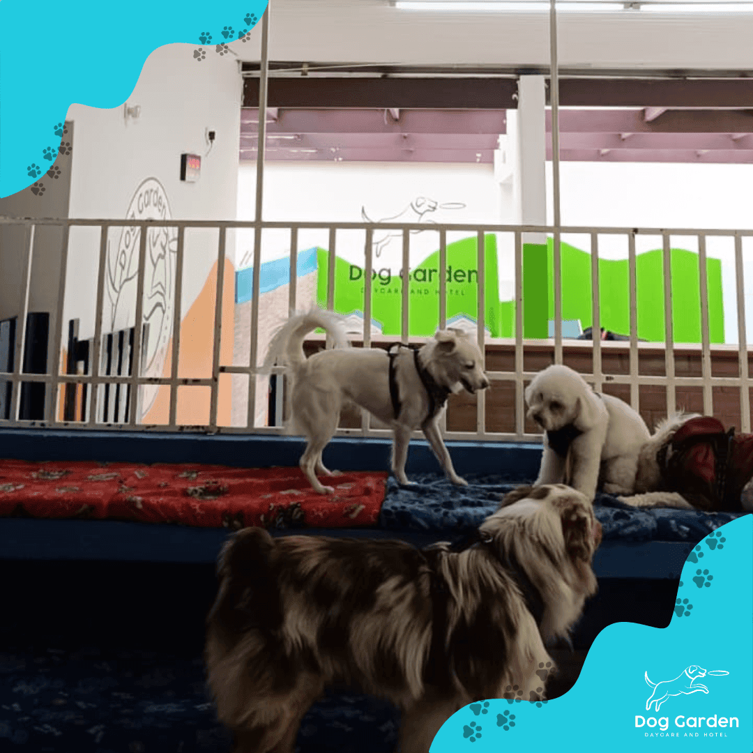 Guarderia canina en Bogota