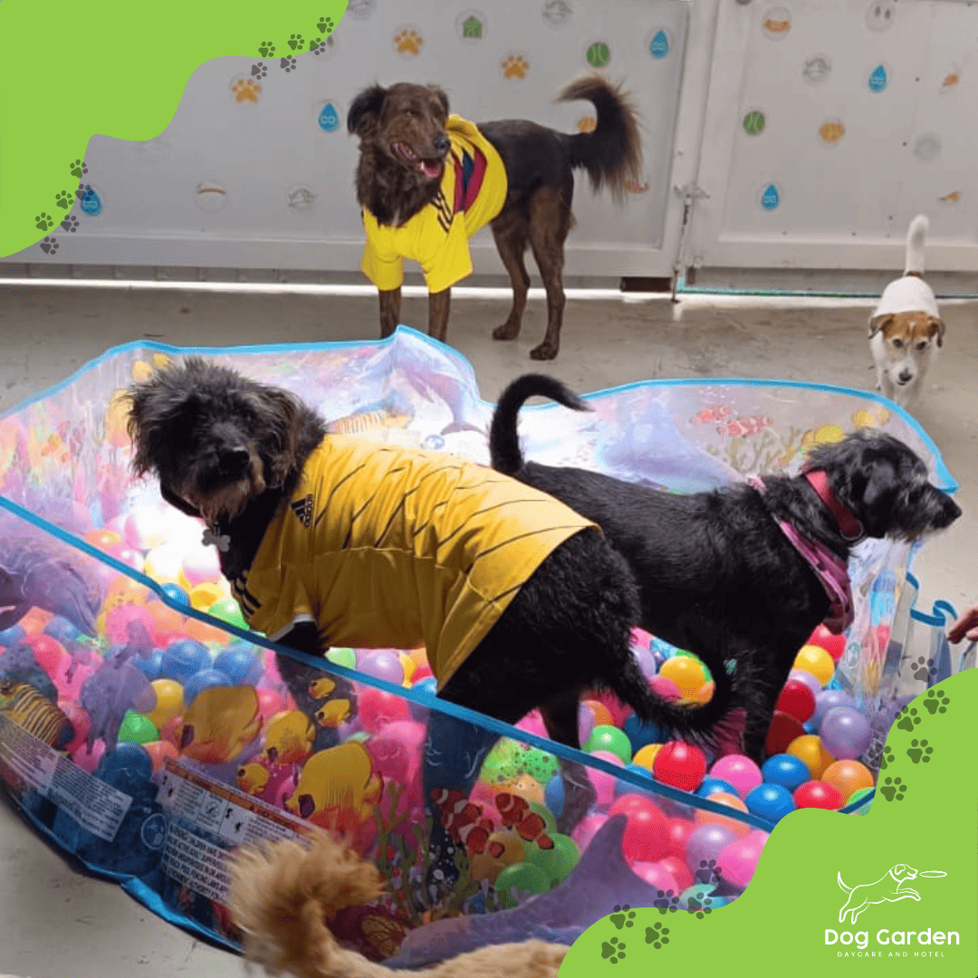 Guarderia canina en Bogota