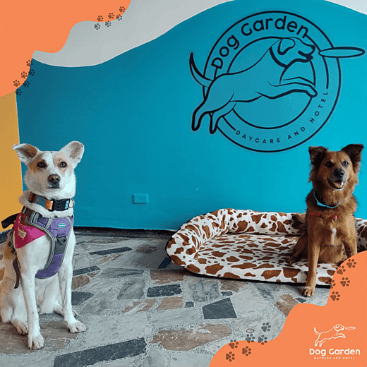 Guarderia canina