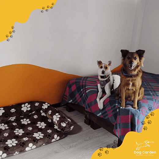 Guarderia canina