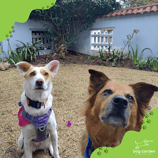 Guarderia canina
