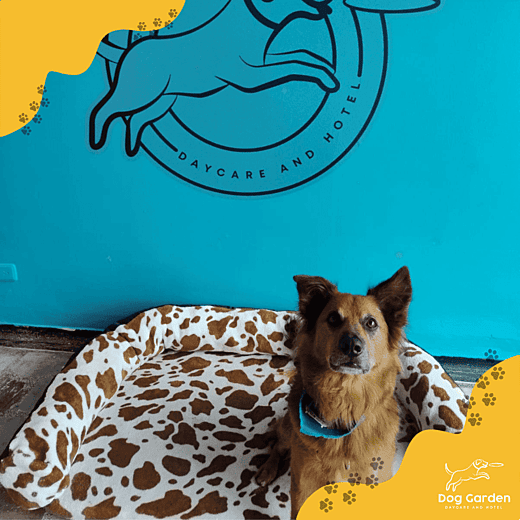 Guarderia canina